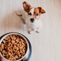 犬がごはんを残す時…