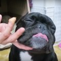 ブラッシング大好き…