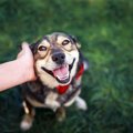 構ってほしいの？犬…