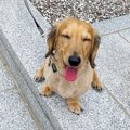 ペットじゃなくて『…