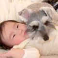 犬が『赤ちゃんを枕…