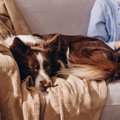 犬があなたから『離…