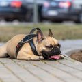 犬が『脱水症状』を…