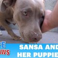 穏やかな母犬はすぐ…