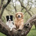犬の飼い主が知って…