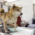 犬が『動物病院嫌い…