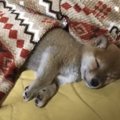 きゅんきゅんが止ま…