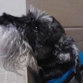 私がみつけた『愛犬…