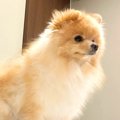 『犬は信頼の証にお…