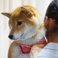 犬を抱っこするとき…