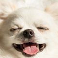 犬が目を細くしてい…