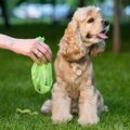 なぜ？犬が自分のウ…