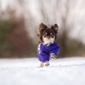 犬に絶対NGな『寒さ…