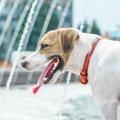 犬の『超危険な症状…