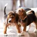 犬界にも『いじめ』…