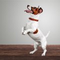 犬が『しつこく要求…