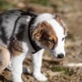 犬のウンチを道端に…