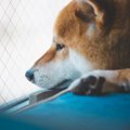 『不幸な犬』の特徴4…