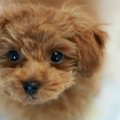 犬が『近くに来てほ…