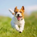 犬が興奮すると咳を…