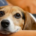 『飼うのが難しい犬…