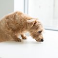 犬が大好きな『ニオ…