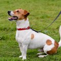 犬の感情の出し方　…