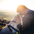 厳しい環境にいる犬…