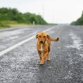 迷子犬を見つけたら…