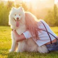 犬が飼い主に『背中…