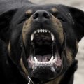 犬の咬傷事故に注意…