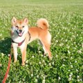 犬を散歩に連れて行…