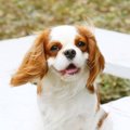 犬の『安心サイン』…