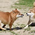 共感続出？！柴犬と…