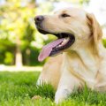犬の飼い主に課せら…