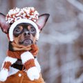 犬が冬場に痩せてし…