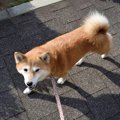 犬の気持ちは『歩き…