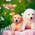 犬の疥癬とは？症状…