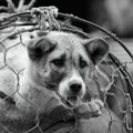 犬猫の販売業者を取…
