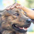 災害のとき犬に必要…