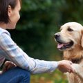犬が取っ組み合いを…