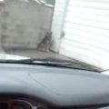 遺棄された犬は飼い…