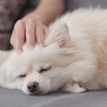夢を見てるの？犬が…