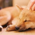 あ～たまらん♡犬が喜…