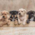 犬の多頭飼いがした…