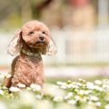犬が『飼い主に理解…