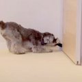 犬が『お留守番』に…