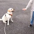 これなら安心！車の…