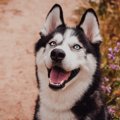 真っ青な瞳を持つ犬…