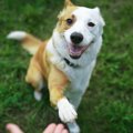 『お利口すぎる犬』…